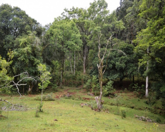 Imagem Imóvel à Venda,  em Linha Imperial - Nova Petrópolis