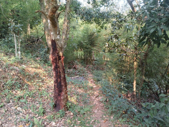 Imagem Chácara com 3 Quartos à Venda, 4.000 m² em Mato Dentro - Mairiporã Imagem Chácara com 3 Quartos à Venda, 4.000 m² em Mato Dentro - Mairiporã