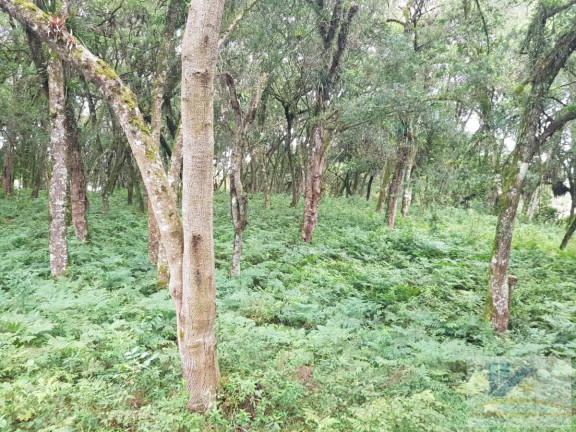 Imagem Chácara com 4 Quartos à Venda, 250 m² em Contenda - São José Dos Pinhais Imagem Chácara com 4 Quartos à Venda, 250 m² em Contenda - São José Dos Pinhais
