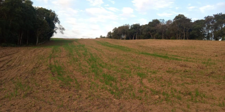 Imagem Imóvel com 3 Quartos à Venda, 47.000 m² em Centro - Campo Largo