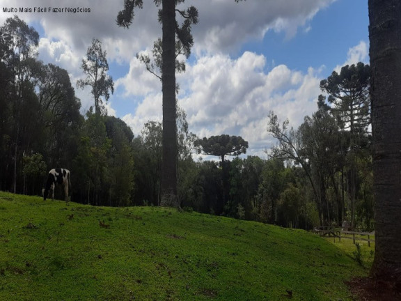 Imagem Terreno à Venda, 2 m² em Linha Imperial - Nova Petrópolis