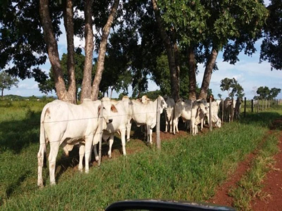 Imagem Fazenda à Venda, 3.700.000 m² em Zona Rural - Acorizal