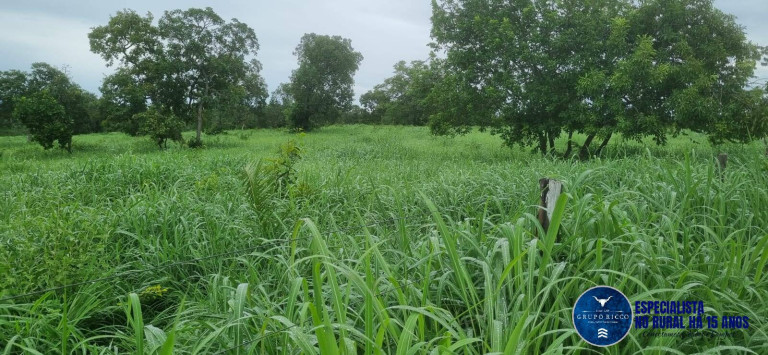Imagem Fazenda à Venda, 30 m² em Setor Central - Crixás Imagem Fazenda à Venda, 30 m² em Setor Central - Crixás
