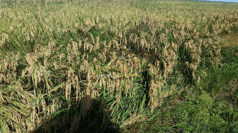 Imagem Imóvel com 3 Quartos à Venda, 40.000 m² em Capelinha - Conceição Do Araguaia Imagem Imóvel com 3 Quartos à Venda, 40.000 m² em Capelinha - Conceição Do Araguaia