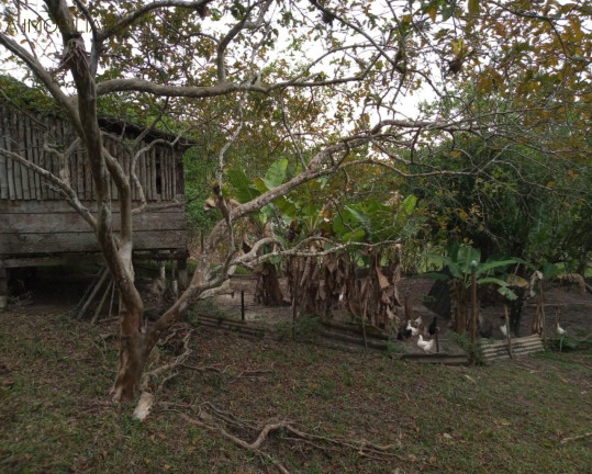 Imagem Imóvel com 3 Quartos à Venda, 7 m² em Padre Andre - Jacupiranga
