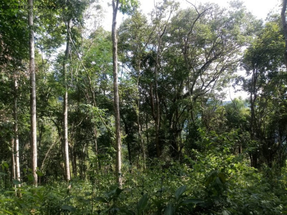 Imagem Terreno à Venda, 3 m² em Linha Pirajá Alta - Nova Petrópolis