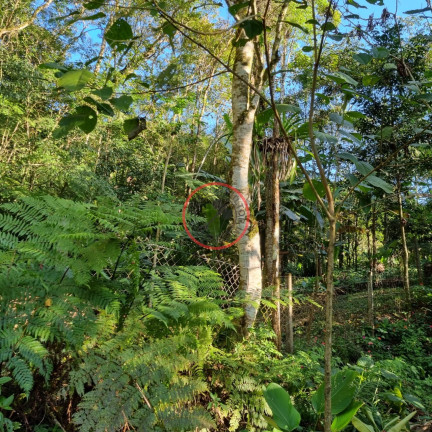 Imagem Terreno à Venda, 400 m² em Boiçucanga - São Sebastião Imagem Terreno à Venda, 400 m² em Boiçucanga - São Sebastião