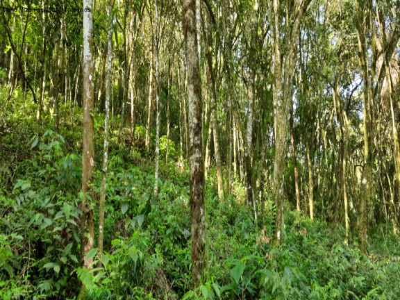 Imagem Terreno à Venda, 3 m² em São Jacó - Nova Petrópolis