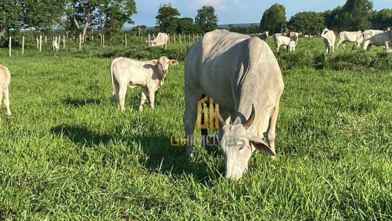 Imagem Fazenda à Venda, 4.017.000 m² em Assentamento  - Ribeirão Cascalheira