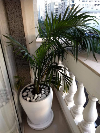 Imagem Apartamento com 5 Quartos à Venda, 305 m² em Boqueirão - Santos Imagem Apartamento com 5 Quartos à Venda, 305 m² em Boqueirão - Santos