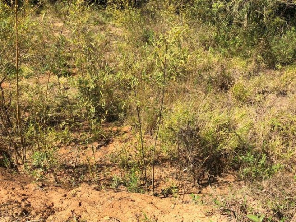 Imagem Terreno à Venda, 5.017 m² em Chácara Das Candeias - Carapicuíba Imagem Terreno à Venda, 5.017 m² em Chácara Das Candeias - Carapicuíba