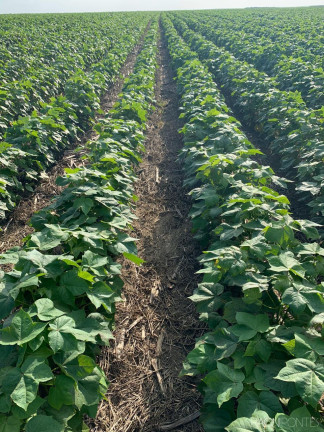 Imagem Fazenda à Venda, 34.060.000 m² em Zona Rural - Novo São Joaquim