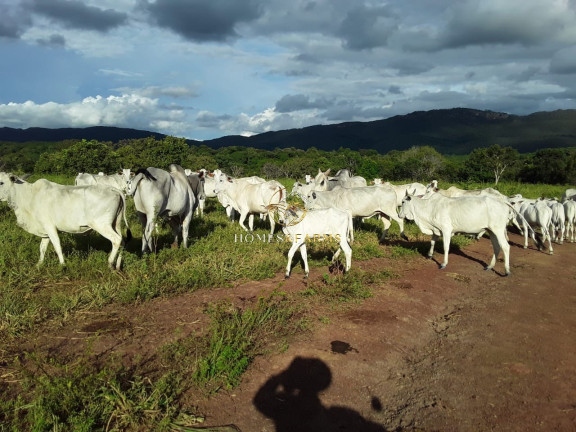 Imagem Imóvel com 3 Quartos à Venda, 2.770 m² em Zona Rural - Barra Do Bugres Imagem Imóvel com 3 Quartos à Venda, 2.770 m² em Zona Rural - Barra Do Bugres