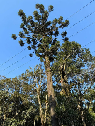 Imagem Terreno à Venda, 1.000 m² em Verava - Ibiúna
