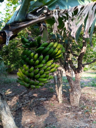 Imagem Chácara com 2 Quartos para Alugar ou Temporada, 1.512 m² em Jardim Tarantela - Jundiaí Imagem Chácara com 2 Quartos para Alugar ou Temporada, 1.512 m² em Jardim Tarantela - Jundiaí