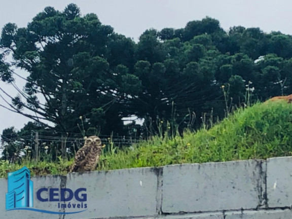 Imagem Terreno em Condomínio à Venda, 608 m² em Ferraria - Campo Largo Imagem Terreno em Condomínio à Venda, 608 m² em Ferraria - Campo Largo
