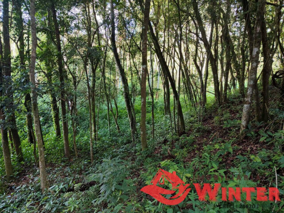 Imagem Chácara à Venda, 28 m² em Mambuí - Bom Princípio Imagem Chácara à Venda, 28 m² em Mambuí - Bom Princípio