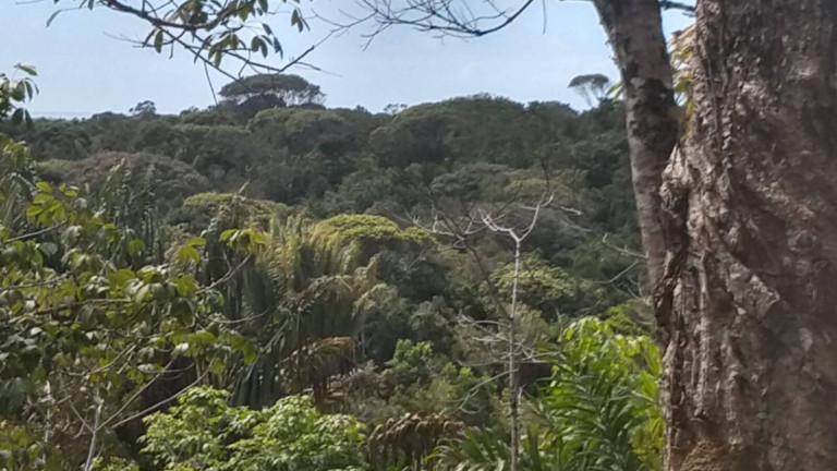 Imagem Terreno à Venda, em Algodões - Marau Imagem Terreno à Venda, em Algodões - Marau