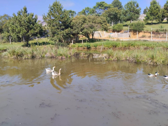 Imagem Chácara com 3 Quartos à Venda, 180 m² em Campo Alegre