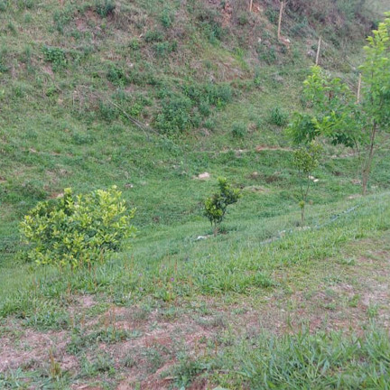 Imagem Chácara com 2 Quartos à Venda, 24.200 m² em Bom Repouso