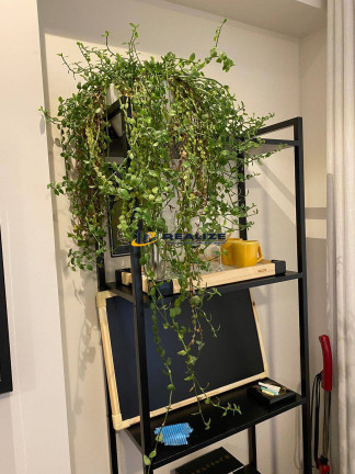 Imagem Apartamento com 1 Quarto para Alugar, 51 m² em Parque Tamandaré - Campos Dos Goytacazes Imagem Apartamento com 1 Quarto para Alugar, 51 m² em Parque Tamandaré - Campos Dos Goytacazes