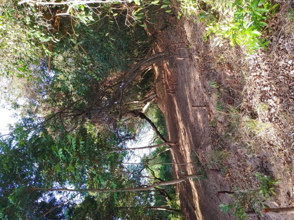 Imagem Terreno à Venda, 550 m² em Cotovelo (distrito Litoral) - Parnamirim Imagem Terreno à Venda, 550 m² em Cotovelo (distrito Litoral) - Parnamirim