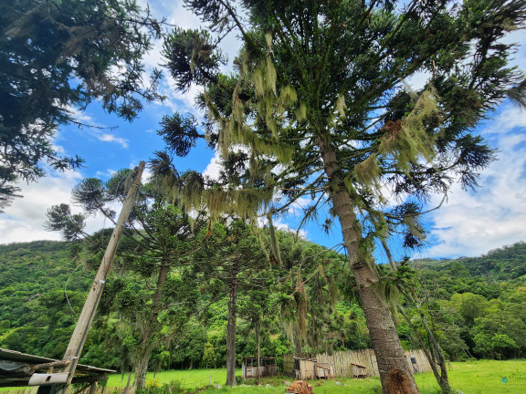 Imagem Imóvel à Venda, 130.932 m² em Zona Rural - Alfredo Wagner Imagem Imóvel à Venda, 130.932 m² em Zona Rural - Alfredo Wagner