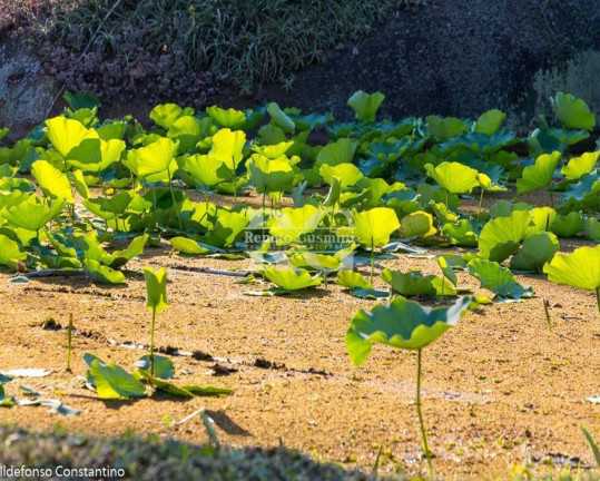 Imagem Terreno à Venda, 84.000 m² em Vargem Pequena - Rio De Janeiro Imagem Terreno à Venda, 84.000 m² em Vargem Pequena - Rio De Janeiro