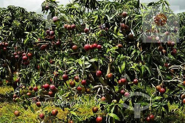 Imóvel à Venda, 1.200.000 m² em área Rural De Petrolina - Petrolina
