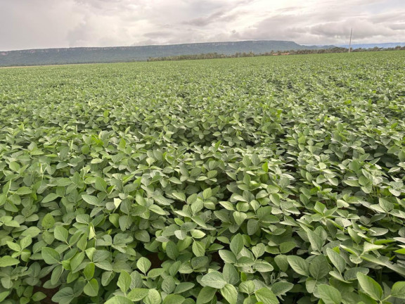 Imagem Fazenda à Venda, 9.700 m² em Rural - Pontes E Lacerda Imagem Fazenda à Venda, 9.700 m² em Rural - Pontes E Lacerda