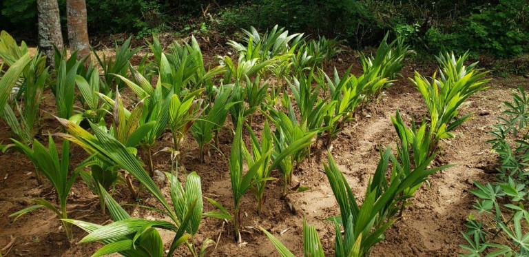 Imagem Imóvel à Venda, 12.000 m² em Zona Rural - Camaçari Imagem Imóvel à Venda, 12.000 m² em Zona Rural - Camaçari