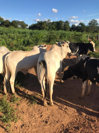 Imagem Fazenda à Venda, 145 m² em Montes Claros Imagem Fazenda à Venda, 145 m² em Montes Claros