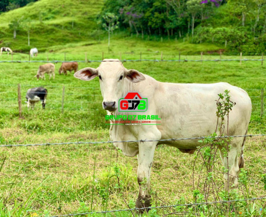 Fazenda à Venda, 237 m² em área Rural De Pindamonhangaba - Pindamonhangaba