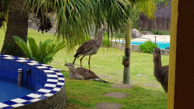 Imagem Chácara à Venda, 12 m² em Fazendinha - Piedade Imagem Chácara à Venda, 12 m² em Fazendinha - Piedade