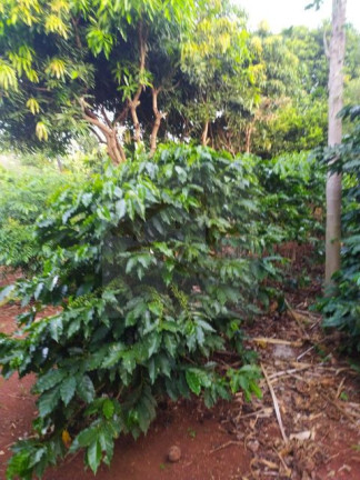 Imagem Imóvel com 2 Quartos à Venda, 100 m² em Zona Rural - Ibiporã Imagem Imóvel com 2 Quartos à Venda, 100 m² em Zona Rural - Ibiporã