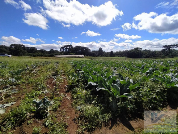 Imagem Terreno à Venda, 43.000 m² em Campo Largo Da Roseira - São José Dos Pinhais Imagem Terreno à Venda, 43.000 m² em Campo Largo Da Roseira - São José Dos Pinhais