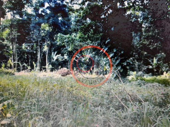 Imagem Terreno à Venda, 1.400 m² em Boiçucanga - São Sebastião Imagem Terreno à Venda, 1.400 m² em Boiçucanga - São Sebastião