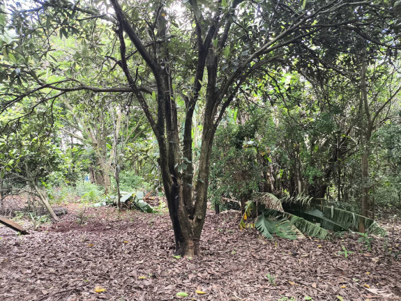 Imagem Chácara com 1 Quarto à Venda, 6 m² em Jundiaquara - Araçoiaba Da Serra Imagem Chácara com 1 Quarto à Venda, 6 m² em Jundiaquara - Araçoiaba Da Serra