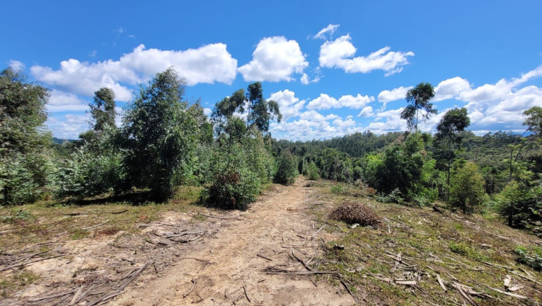 Fazenda à Venda,  em Imbuial - Campina Grande Do Sul