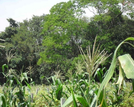 Imagem Imóvel à Venda, 36.300 m² em Medeiros - Jundiaí Imagem Imóvel à Venda, 36.300 m² em Medeiros - Jundiaí