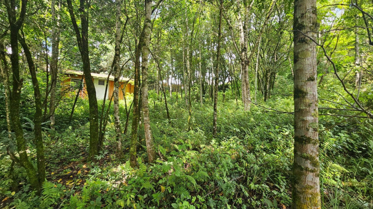 Imagem Terreno à Venda, em São Miguel - Almirante Tamandare Imagem Terreno à Venda, em São Miguel - Almirante Tamandare