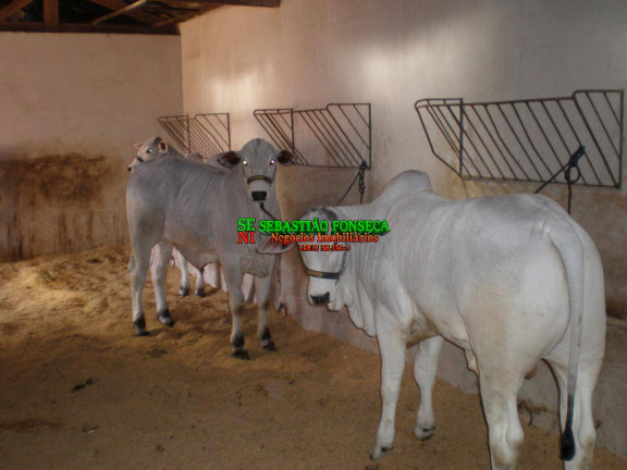 Imagem Fazenda à Venda, 580 m² em área Rural De Avaré - Avaré Imagem Fazenda à Venda, 580 m² em área Rural De Avaré - Avaré