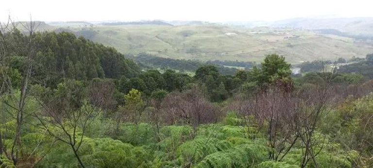 Imagem Imóvel à Venda, 35.000 m² em Vila Francioni - Sao Joaquim Imagem Imóvel à Venda, 35.000 m² em Vila Francioni - Sao Joaquim