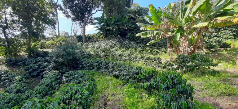 Imagem Imóvel à Venda, 3 m² em Milho Verde - Bandeira Do Sul