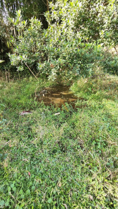 Imagem Fazenda à Venda, em Canguiri - Imaruí Imagem Fazenda à Venda, em Canguiri - Imaruí