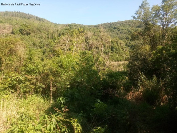 Imagem Terreno à Venda, 7.000 m² em Linha Temerária - Nova Petrópolis