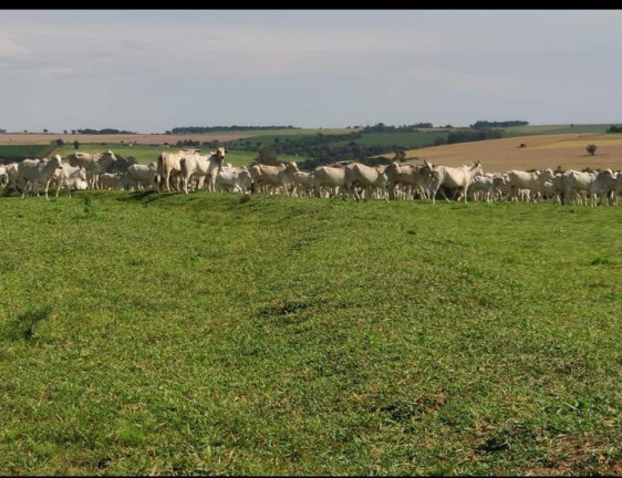 Imagem Fazenda à Venda, 76 m² em Rural - Taquarituba Imagem Fazenda à Venda, 76 m² em Rural - Taquarituba