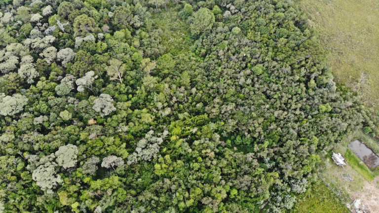 Imagem Terreno à Venda, 19.600 m² em Colônia Faria - Colombo Imagem Terreno à Venda, 19.600 m² em Colônia Faria - Colombo