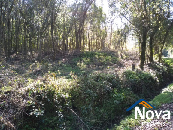 Imagem Imóvel à Venda, 85.000 m² em Linha Temerária - Nova Petrópolis