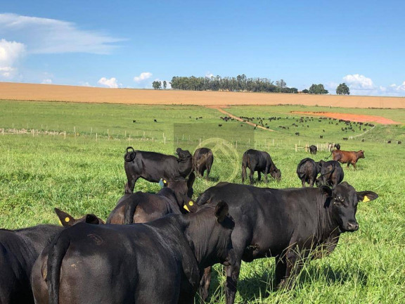 Imagem Fazenda à Venda, 24.200.000 m² em Centro - Douradina Imagem Fazenda à Venda, 24.200.000 m² em Centro - Douradina